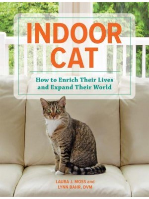 Indoor Cat How to Enrich Their Lives and Expand Their World