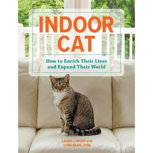 Indoor Cat How to Enrich Their Lives and Expand Their World