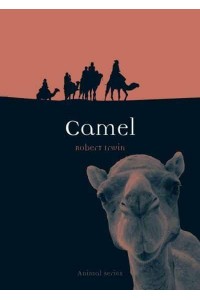 Camel - Animal