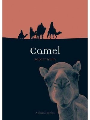 Camel - Animal