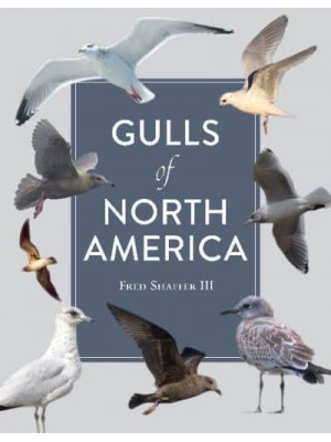 Gulls of North America
