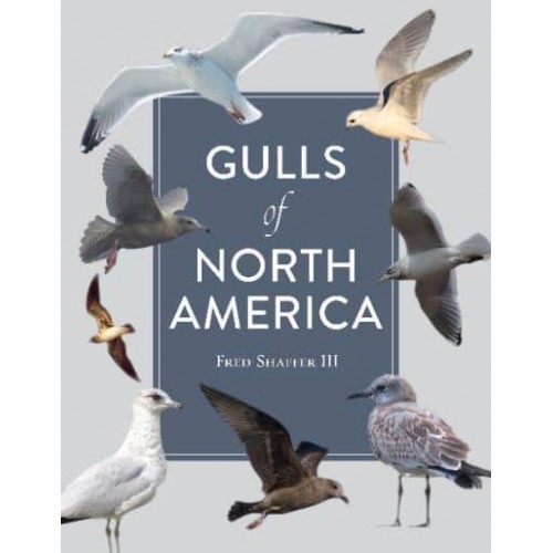Gulls of North America