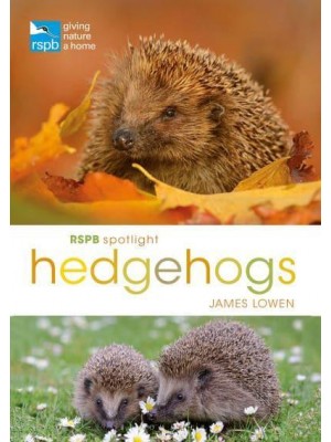 Hedgehogs - RSPB Spotlight