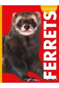 Curious About Ferrets - Curious About Pets