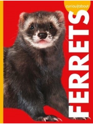 Curious About Ferrets - Curious About Pets