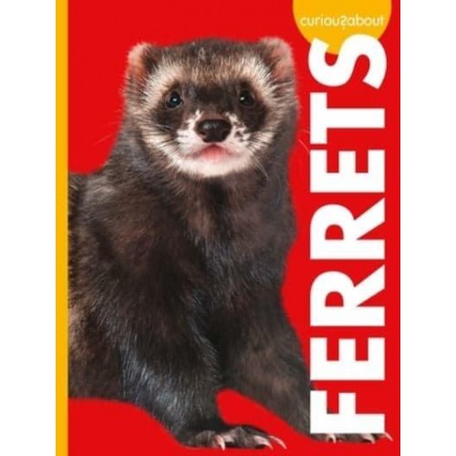 Curious About Ferrets - Curious About Pets