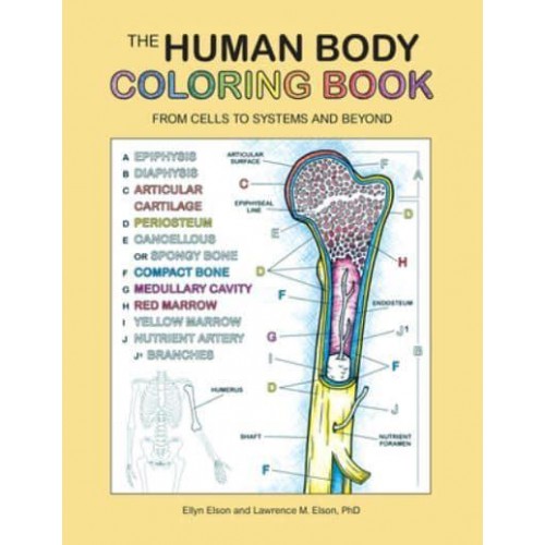 The Human Body Coloring Book From Cells to Systems and Beyond - Coloring Concepts