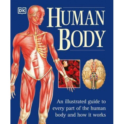 Human Body