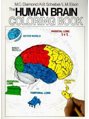 The Human Brain Coloring Book - COS