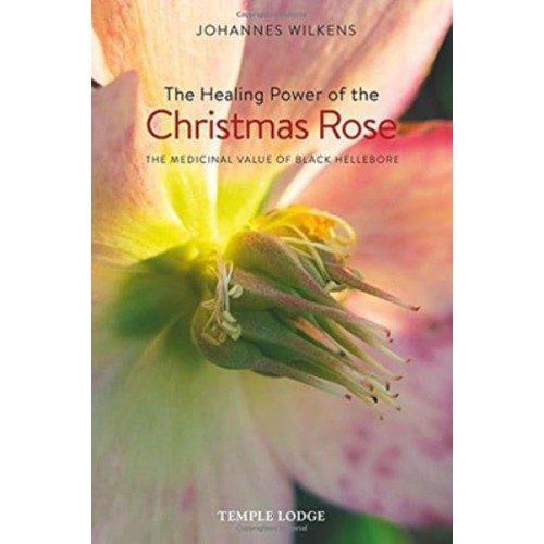 The Healing Power of the Christmas Rose The Medicinal Value of Black Hellebore