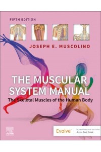 The Muscular System Manual The Skeletal Muscles of the Human Body