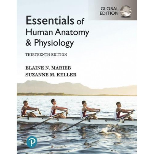 Essentials of Human Anatomy & Physiology