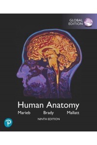 Human Anatomy