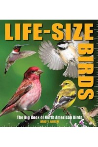 Life-Size Birds The Big Book of North American Birds