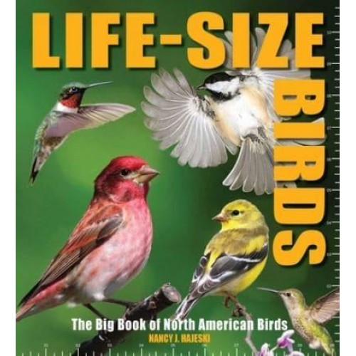 Life-Size Birds The Big Book of North American Birds