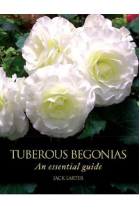 Tuberous Begonias An Essential Guide