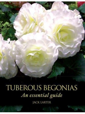 Tuberous Begonias An Essential Guide