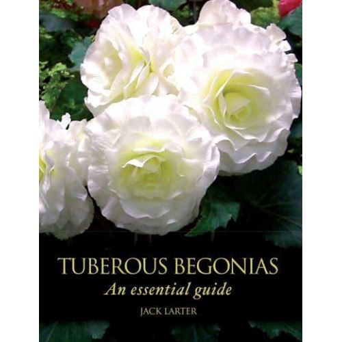 Tuberous Begonias An Essential Guide