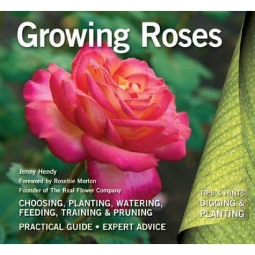 Growing Roses - Tips & Hints Digging & Planting