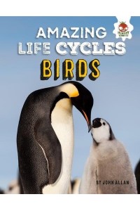 Birds - Amazing Life Cycles